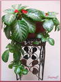 Episcia Cupreata
